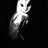 Night Shift – Original Acrylic Painting · Barn Owl