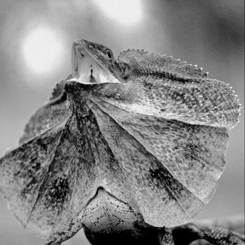 A quiet, stark moment illustrating the frilled-neck lizard's frill
