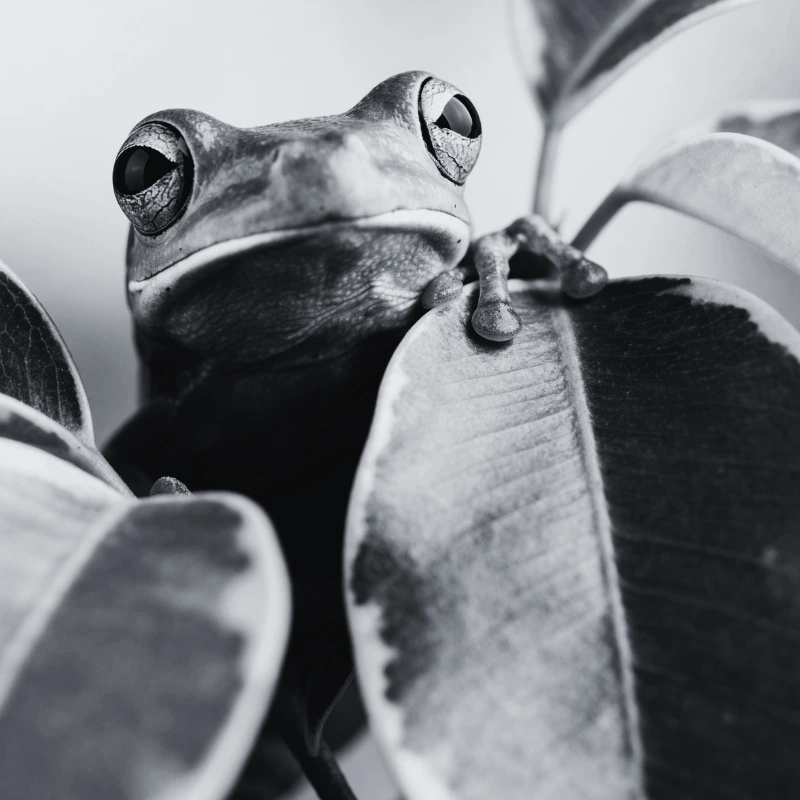 A quiet, stark moment illustrating green tree frogs