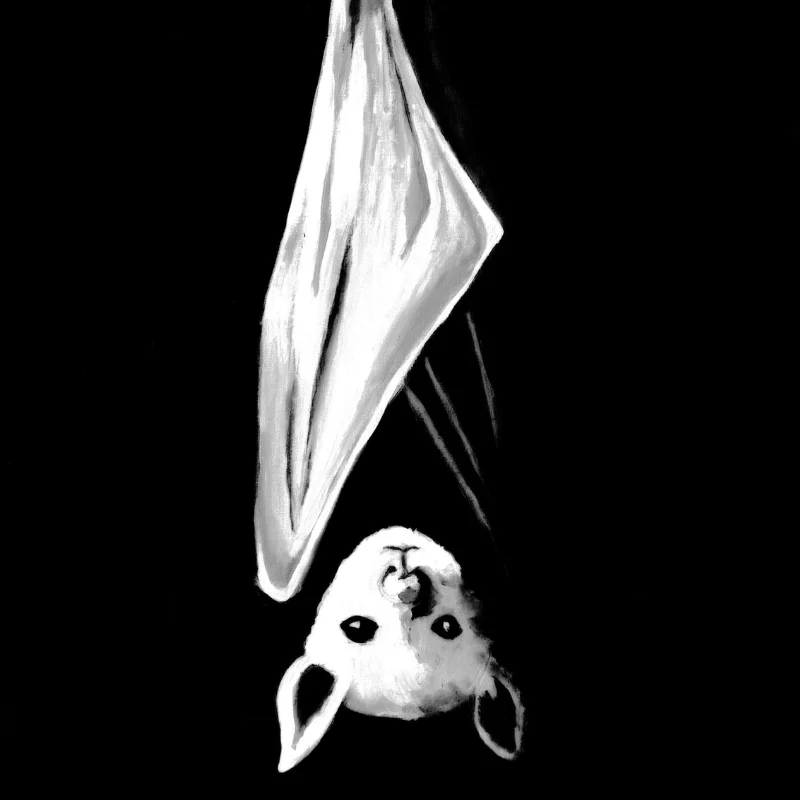 A quiet, stark moment illustrating the flying fox painting Hang Ten