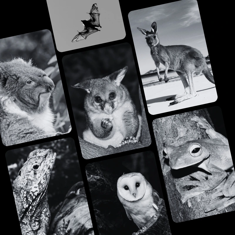 A quiet, stark moment illustrating nocturnal Australian animals