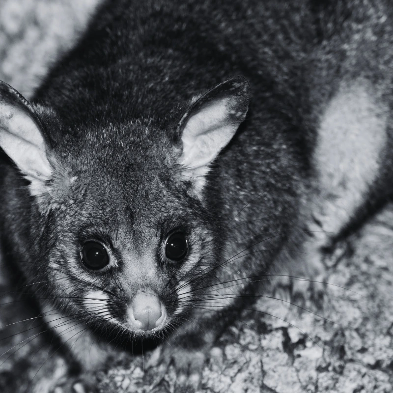 A quiet, stark moment illustrating ringtail possums